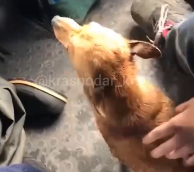 В Лабинском районе Кубани спасли щенков во время паводка