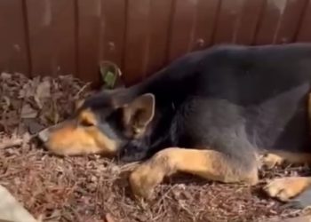 Полиция проверяет информацию об отравлении собак в школе Краснодара