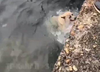 В Сочи мужчина сбросил собаку в море