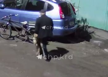 В Краснодаре мужчина кидал камни в собаку, а потом увез труп