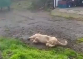 В краснодарской школе отравили собак: одна умерла