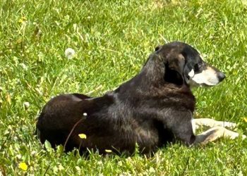 В Краснодаре бродячая собака напала на женщину