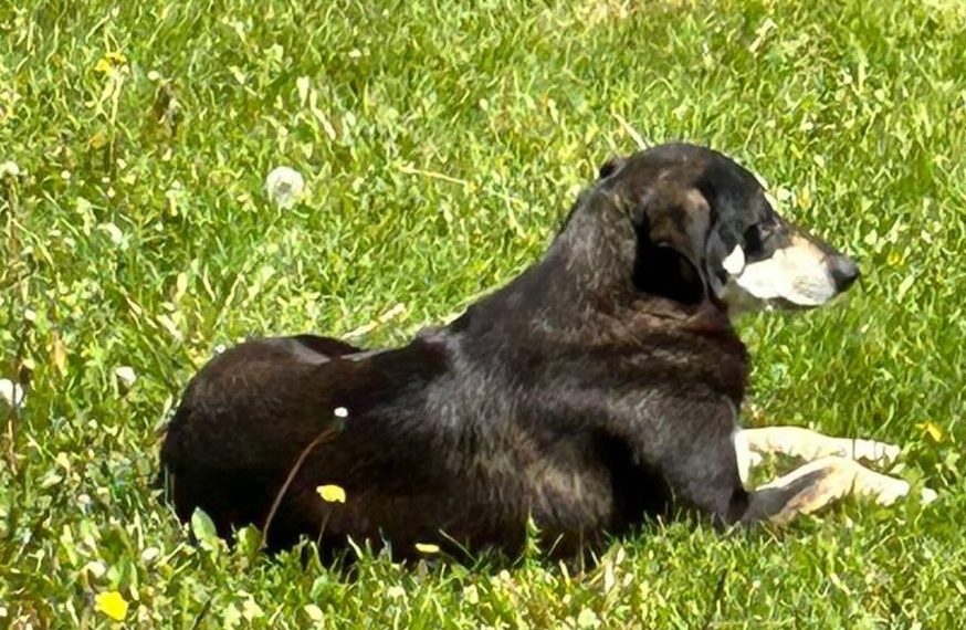 В Краснодаре бродячая собака напала на женщину