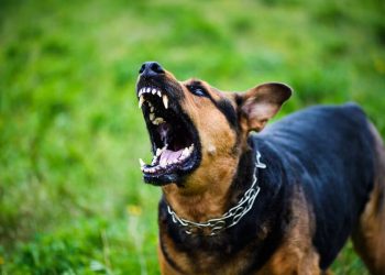 С начала 2023 года агрессивные собаки на Кубани покусали минимум 11 человек