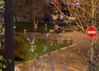 В Краснодаре бродячие собаки напали на двух человек