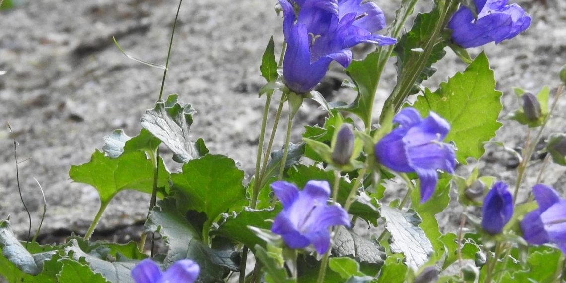 Учёные Сочинского нацпарка обнаружили ранее неизвестный вид растения