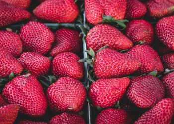 Кубанский фермер потребовал от Ивлева извиниться за слова о клубнике