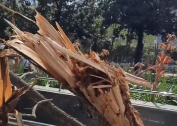 В Сочи огромная ветка рухнула в подземный переход