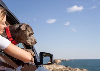 Сочи стал одним из самых популярных городов в РФ для отдыха с домашними животными