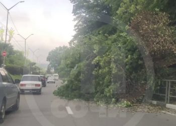 В Сочи дерево упало на дорогу