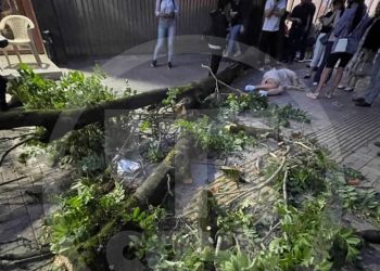 В Сочи дерево упало на женщину