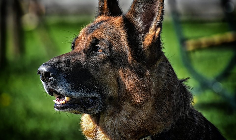 В Краснодаре овчарка покусала двух девушек