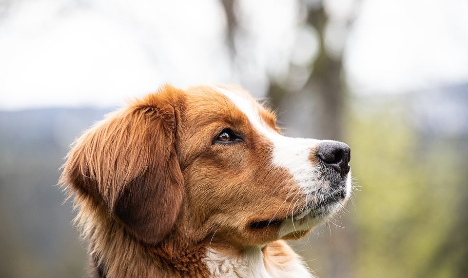 В Сочи собака вцепилась в горло девятилетнего ребенка