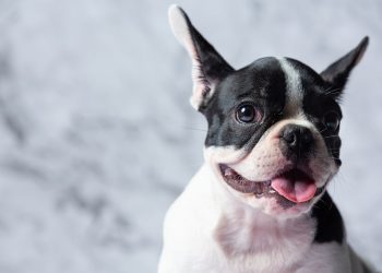 В Краснодаре бойцовская собака покусала мужчину