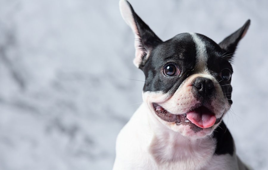 В Краснодаре бойцовская собака покусала мужчину