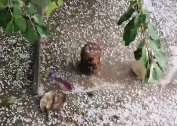 На Кубани выпал крупный град 23 мая