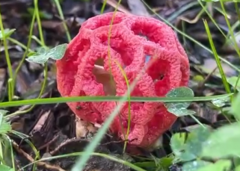 В Сочи в мае выявили массовое произрастание ядовитых грибов с запахом