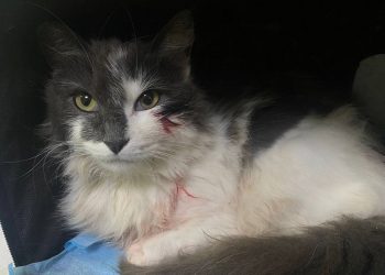 На Кубани неизвестные стреляли в кошку