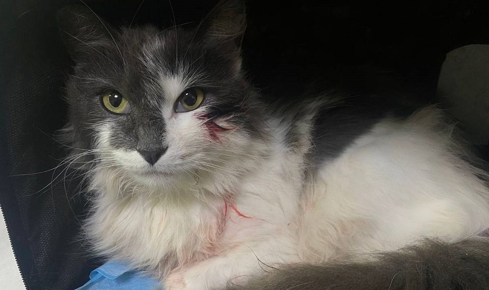 На Кубани неизвестные стреляли в кошку