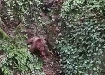 В Сочи медведь задрал козу и сбросил в реку