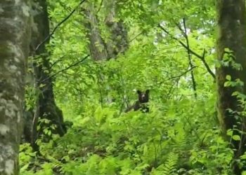 В Сочи мужчина во время пробежки встретил медвежонка