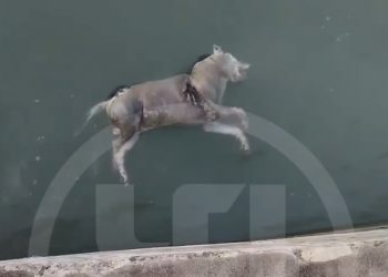 В море в Сочи обнаружили мертвого осла