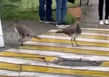 Сбежавшие из сочинского дендрария павлины находятся в опасности