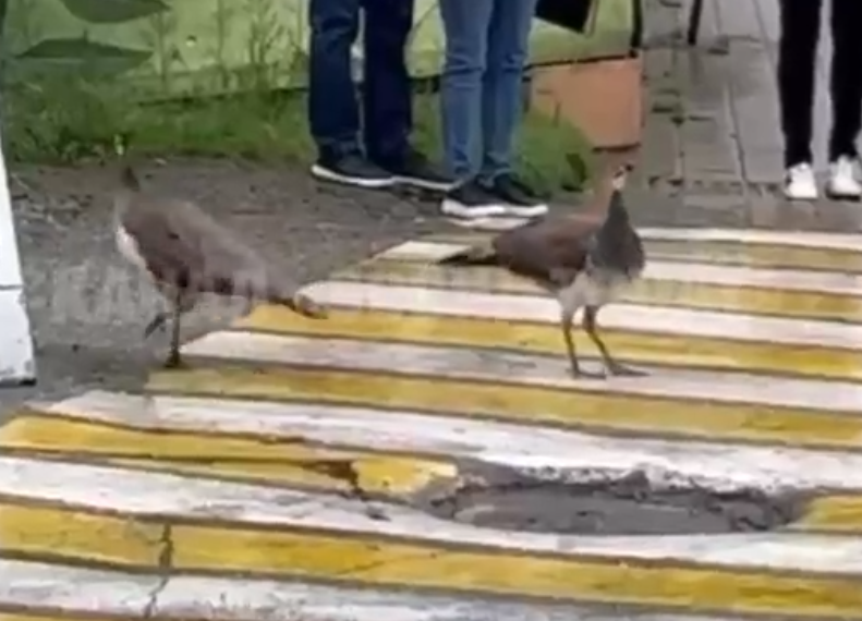 Сбежавшие из сочинского дендрария павлины находятся в опасности