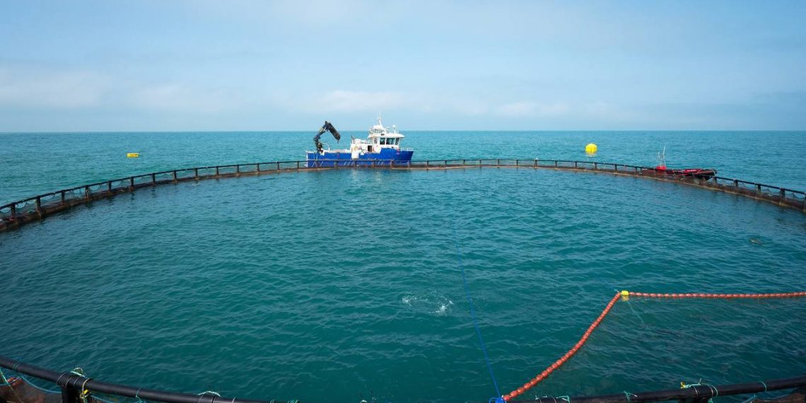 Копайгородский: в Сочи смогут производить до 50 тысяч тонн форели