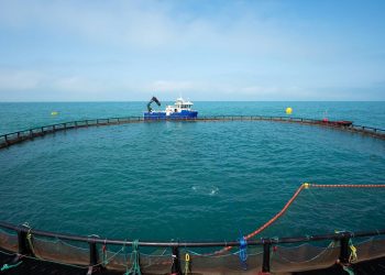 Копайгородский: в Сочи смогут производить до 50 тысяч тонн форели