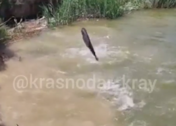 На Кубани огромная рыба из реки Понура выпрыгивает прямо в руки