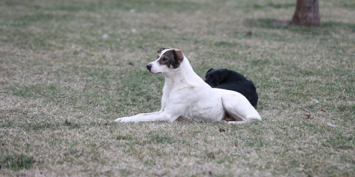 В Краснодаре построят приют для животных