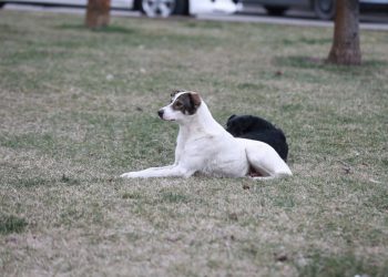 В Краснодаре построят приют для животных