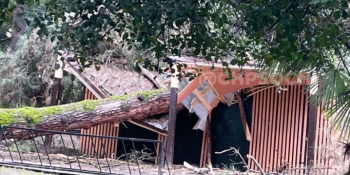 «Быстрое лечение запоров»: в Сочи упавшее дерево расплющило новый общественный туалет