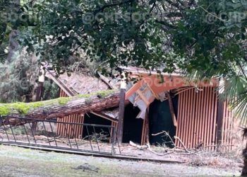 «Быстрое лечение запоров»: в Сочи упавшее дерево расплющило новый общественный туалет