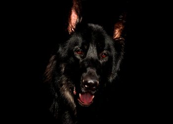 В Сочи собаки разорвали руку женщине