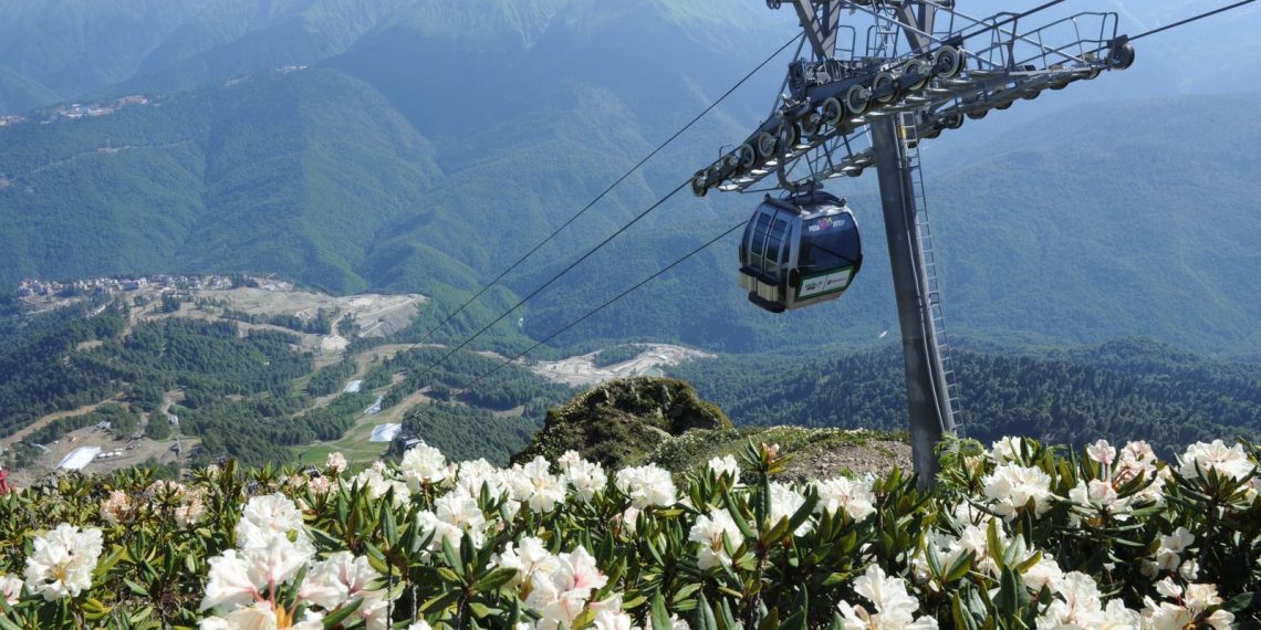 Рододендроны зацвели в горах Сочи на «Роза Хутор»