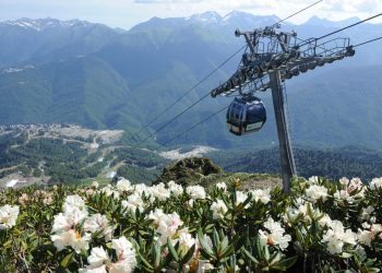 Рододендроны зацвели в горах Сочи на «Роза Хутор»