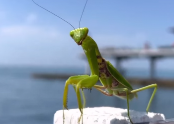 Синоптик Шувалов: погода на юге России налаживается