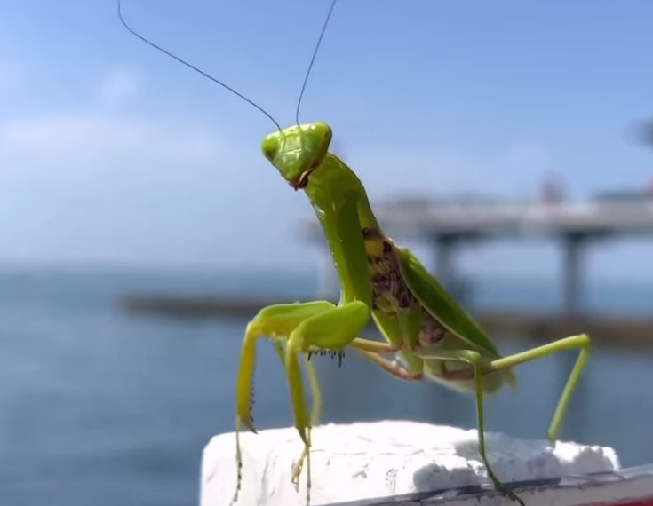 Синоптик Шувалов: погода на юге России налаживается