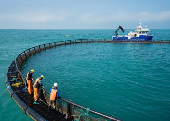 В Сочи за 20 миллиардов создадут инфраструктуру для выращивания форели