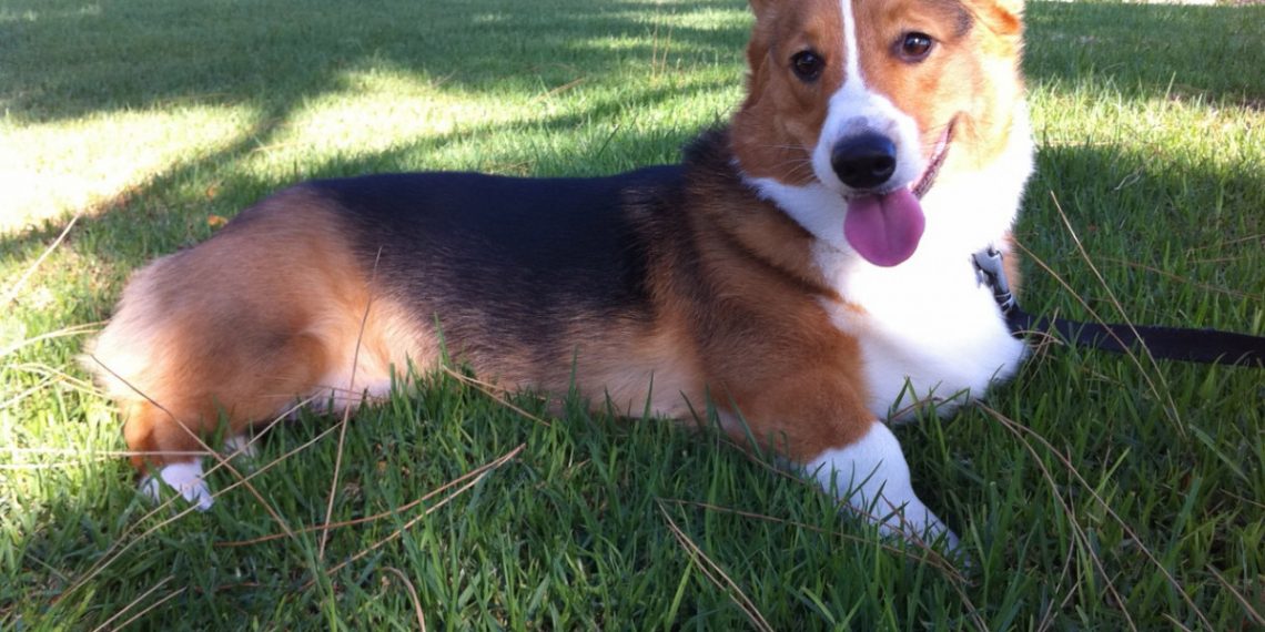 В Краснодаре собака спасла лежавшего без сознания мальчика