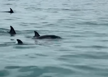 “Краснодарский край прекрасно себя чувствует”: о погоде на выходные рассказал синоптик Шувалов