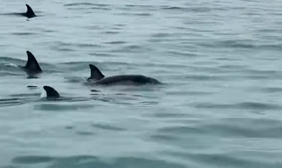 “Краснодарский край прекрасно себя чувствует”: о погоде на выходные рассказал синоптик Шувалов