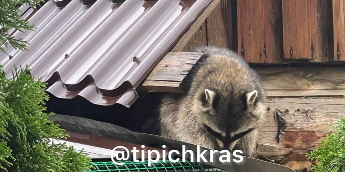 В Краснодаре енот повадился ходить к жителям улицы Неустроева