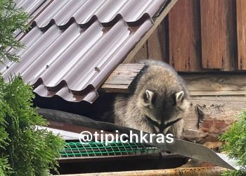 В Краснодаре енот повадился ходить к жителям улицы Неустроева