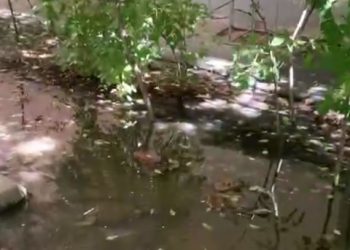 Краснодарцы жалуются на фекальный фонтан в центре города