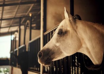 Лошадям не до смеха: в Сочи сгорела конюшня на площади 200 кв. метров