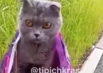 В Краснодаре на Западном обходе породистую кошку выбросили прямо в пакете