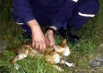 В Новороссийске спасатели спасли кошку из пожарного водоема